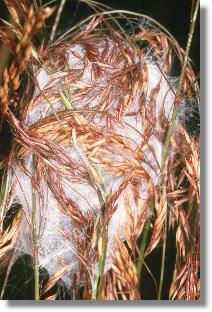 Gespinst der Heide-Sackspinne (Cheiracanthium erraticum)