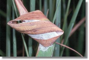 "Grasknoten" der Moor-Sackspinne (Clubiona stagnatilis) von hinten