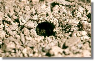 Kaum sichtbar: Die Erd-Wolfspinne (Trochosa terricola) in ihrer selbst gegrabenen Höhle