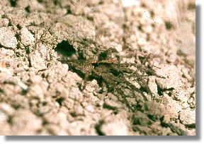 Die Erd-Wolfspinne (Trochosa terricola) vor hrer selbst gegrabenen Höhle