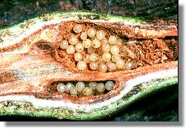 Gelege des Spinnenkankers Phalangium opilio in der Galle des Kleinene Pappelbocks (Saperda populnea)