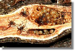 Schlpfende Jungtiere des Spinnenkankers Phalangium opilio in der Galle des Kleinene Pappelbocks (Saperda populnea)