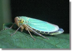 Weibchen von Cicadella viridis