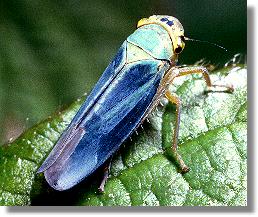 Männchen von Cicadella viridis