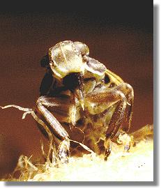 Die Käferzikade Issus coleoptratus in der Bauchansicht