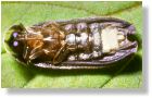 Das "Glühwürmchen": Ein Käfer mit Leuchtorgan am Hinterende