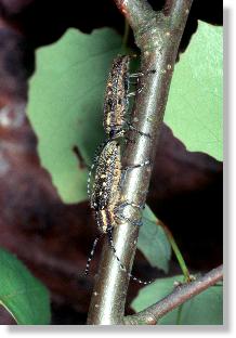 Weibchen des Kleinen Pappelbocks (Saperda populnea) weist Mnnchen zurck