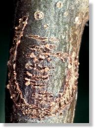 Vernarbungen im Baum vom Hufeisen des Kleinen Pappelbocks (Saperda populnea)