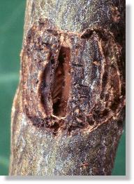 Verfallendes Hufeisen des Kleinen Pappelbocks (Saperda populnea)