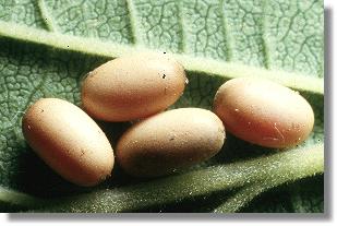 Eier von Timarcha tenebricosa