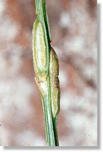 Galle der Ginster-Minierfliege (Melanagromyza sarothamni)