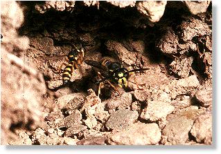 Links Conops flavipes im Anflug, rechts eine Gemeine Wespe