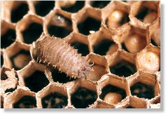 Larve von Volucella pellucens auf einer Wabe der Gemeinen Wespe