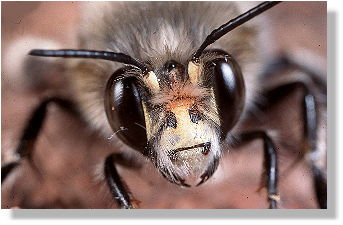 Portrt eines Mnnchens von Anthophora plumipes
