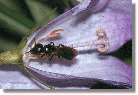 Glockenblumen-Scherenbiene (Chelostoma campanularum) 
