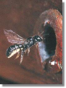 Spte Scherenbiene (Chelostoma distinctum) im Anflug