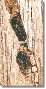 Zellen mit Hahnenfu-Scherenbiene Chelostoma florisomne (oben) und Keulhornwespe (Sapyga clavicornis)