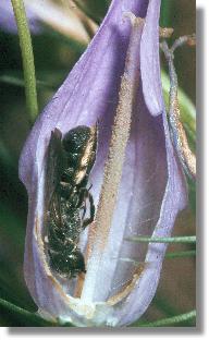 Weibchen der Rapunzel-Scherenbiene (Chelostoma rapunculi)  
