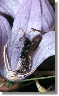 Mnnchen der Rapunzel-Scherenbiene (Chelostoma rapunculi)  