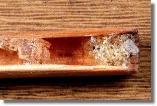 Zwischenwand einer Zelle und Hauptverschluss des Nestes der Lcherbiene Heriades truncorum 