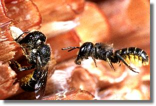Die Zwei Lcherbienen beim Verschlieen und beim Eintrag von Harz