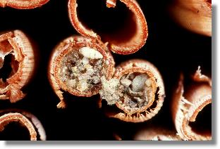 Endverschluss eines Nestes der Lcherbiene Heriades truncorum 