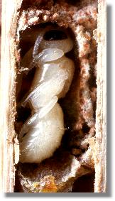 Puppe der der Lcherbiene Heriades truncorum 