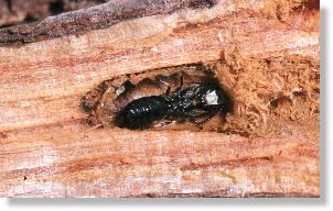 Mnnchen einer Maskenbiene (Hylaeus spec.) in der Galle des Kleinen Pappelbocks (Saperda populnea)