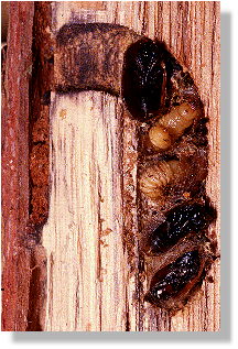 Kammerbelegung eines Nestes von Osmia caerulescens