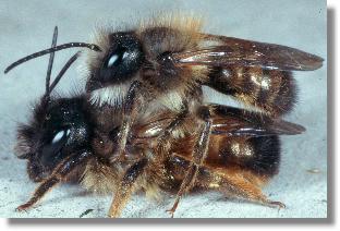 Mnnchen und Weibchen der Roten Mauerbiene (Osmia rufa)