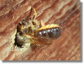 Weibchen der Roten Mauerbiene (Osmia rufa) am Nesteingang der Gehrnten Mauerbiene (Osmia cornuta)