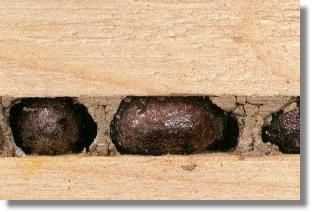 Nest der Rote Mauerbiene (Osmia rufa) in einem Holznut