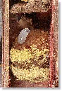Zelle der Roten Mauerbiene (Osmia rufa) mit Ei