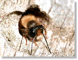 Mnnchen der Roten Mauerbiene (Osmia rufa) im Nesteingang