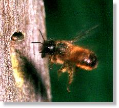 Weibchen der Roten Mauerbiene (Osmia rufa) im Anflug