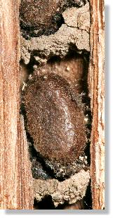 Kokon der Roten Mauerbiene (Osmia rufa)