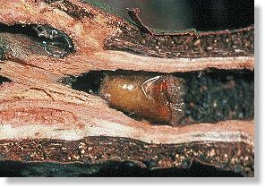 Parasit Chrysis cyanea der Grabwespe Crossocerus cinxius in der Galle des Kleinen Pappelbocks (Saperda populnea)