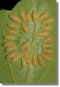 Rotschwanz (Dasychira pudibunda): Larven von Erzwespen-Parasitoiden