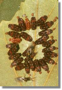 Rotschwanz (Dasychira pudibunda): reife Puppen und geschlüpfte Tiere der Erzwespen-Parasitoide