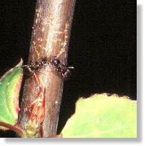 Ameisen (Lasius spec.) lecken Wundsfte der Zitterpappel