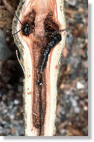 Totes Weibchen der Schlupfwespe Ephialtes mesocentrus in der Galle des Kleinen Pappelbocks (Saperda populnea)