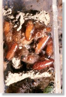 Puppen von Schlupfwespen im Nest der Lehmwespe Ancistrocerus callosus 
