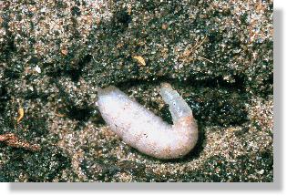 Ausgewachsene Larve der Sandwespe Ammophila sabulosa