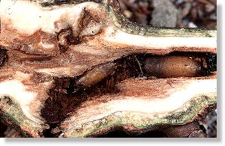 Larven der Grabwespe Crossocerus nigritus in der Galle des Kleinen Pappelbocks (Saperda populnea)