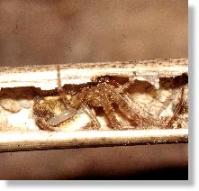 Ei der Spinnen-Grabwespe (Typoxylon figulus) auf dem Hinterleib einer Spinne