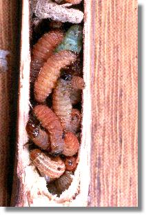 Nestzelle der Lehmwespe Ancistrocerus callosus