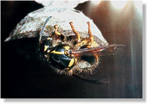 Schsische Wespe: Die Hlle wird erweitert.