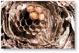 Nest von der Schsischen Wespe mit en ersten vier reifen Larven
