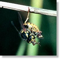 Deutsche Wespe (Vespula germanica) bei der Verarbeitung von Beute fr die Larven