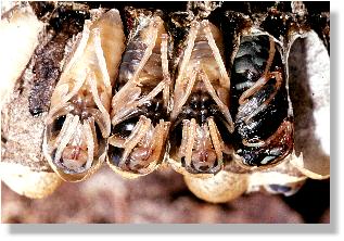 Lngs aufgeschnittene Kokons der Gemeinen Wespe